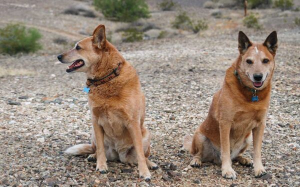 Panga and Dingo, Arizona