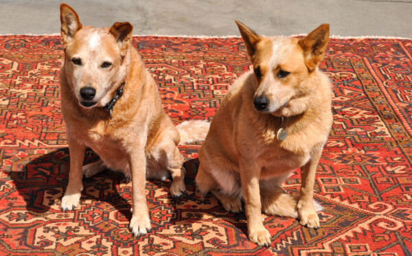 Panga & Sheila Relaxing on Heriz